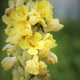 Close up of second year flowering mullein. They are biennial.